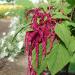 amaranthus red plant