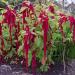 Love Lies Bleeding Flower seed