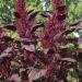 Amaranthus Red Spike