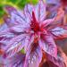 Amaranthus Cruenthus