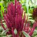 Amaranthus Red Foliage Plant