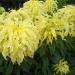 Amaranthus Tricolor Yellow