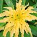 Amaranthus Tricolor Yellow Flowers