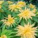 Amaranthus Tricolor Yellow Foliage Plant