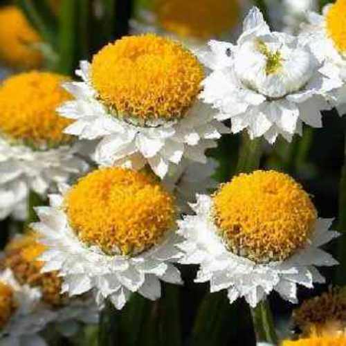 Ammobium Alatum