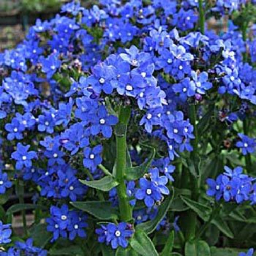 Bugloss Blue Angel