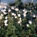 anemone madonna flowers