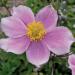 Anemone Pink Saucer