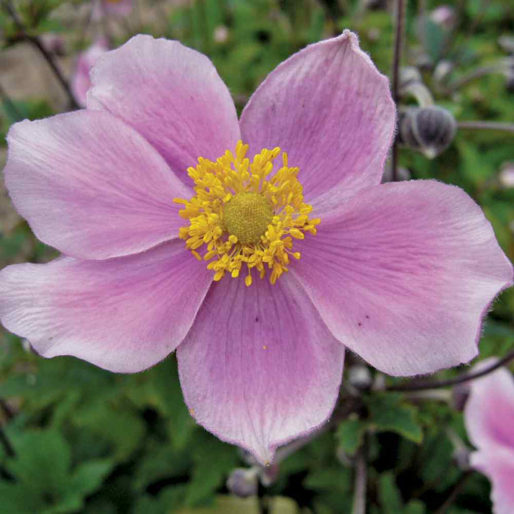Anemone Seeds - Japonica Flower Seed