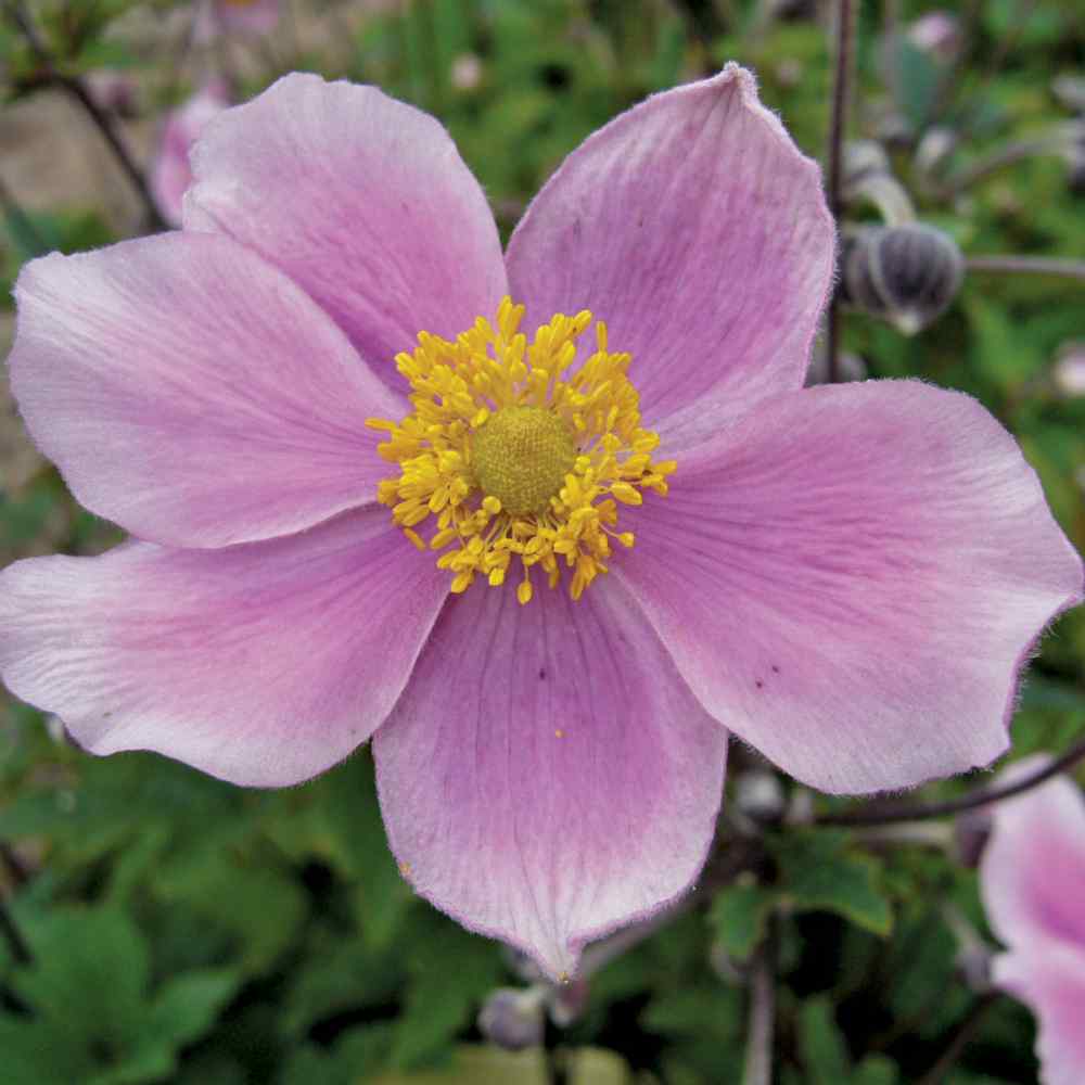 Anemone Plant