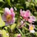 Anemone Pink Saucer Flower