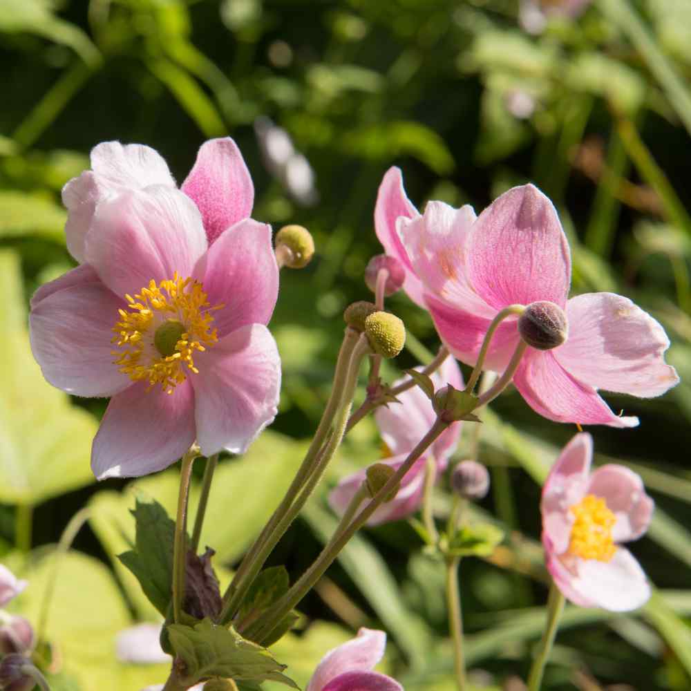 Anemone Seeds - Japonica Flower Seed