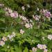 Anemone Pink Saucer Plant