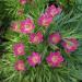Anemone Multifida Rubra Plants
