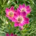 Anemone Multifida Rubra Flowers