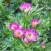 Anemone Multifida Rubra Garden Flowers