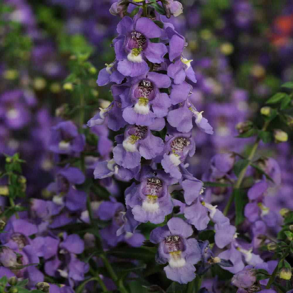 Angelonia Serena Blue Angelonia Flower Seeds