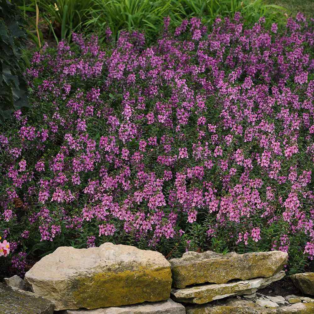 Angelonia Serenita Lavender Pink