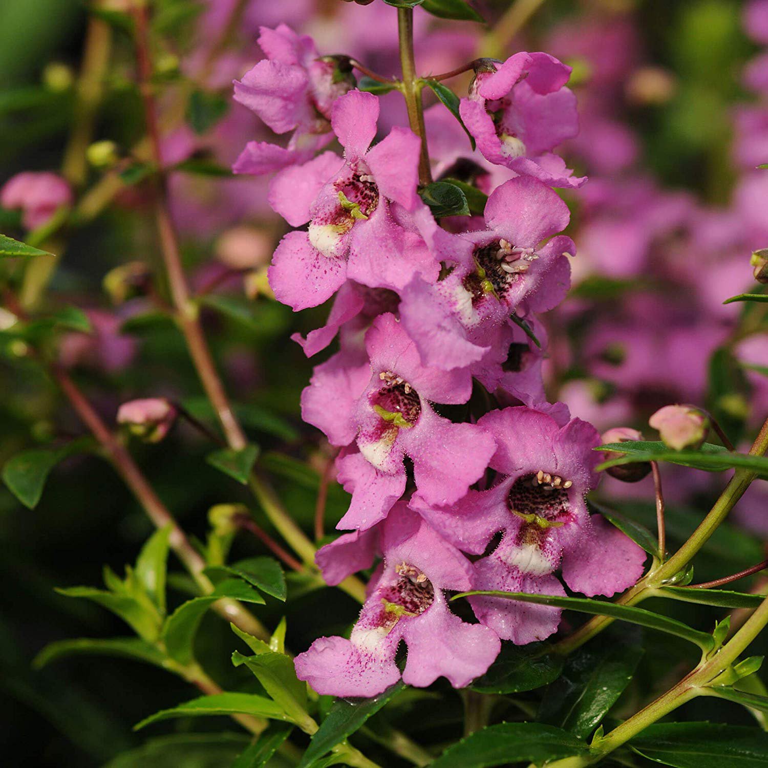 angelonia lavender flowers