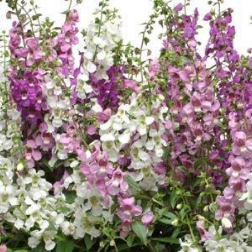Angelonia Seed Mix