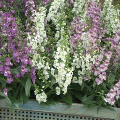 Angelonia Seed Mixture