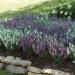 Angelonia Plants