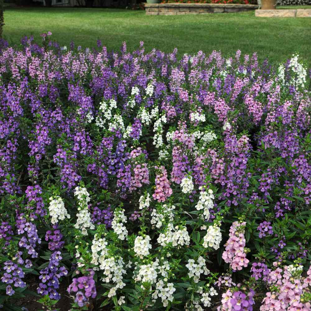 Angelonia Serena Seeds Angelonia Serena Flower Seed Mix
