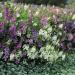 Angelonia Flower Bed