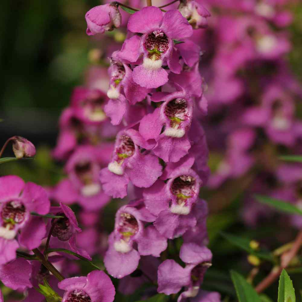 angelonia raspberry flowers