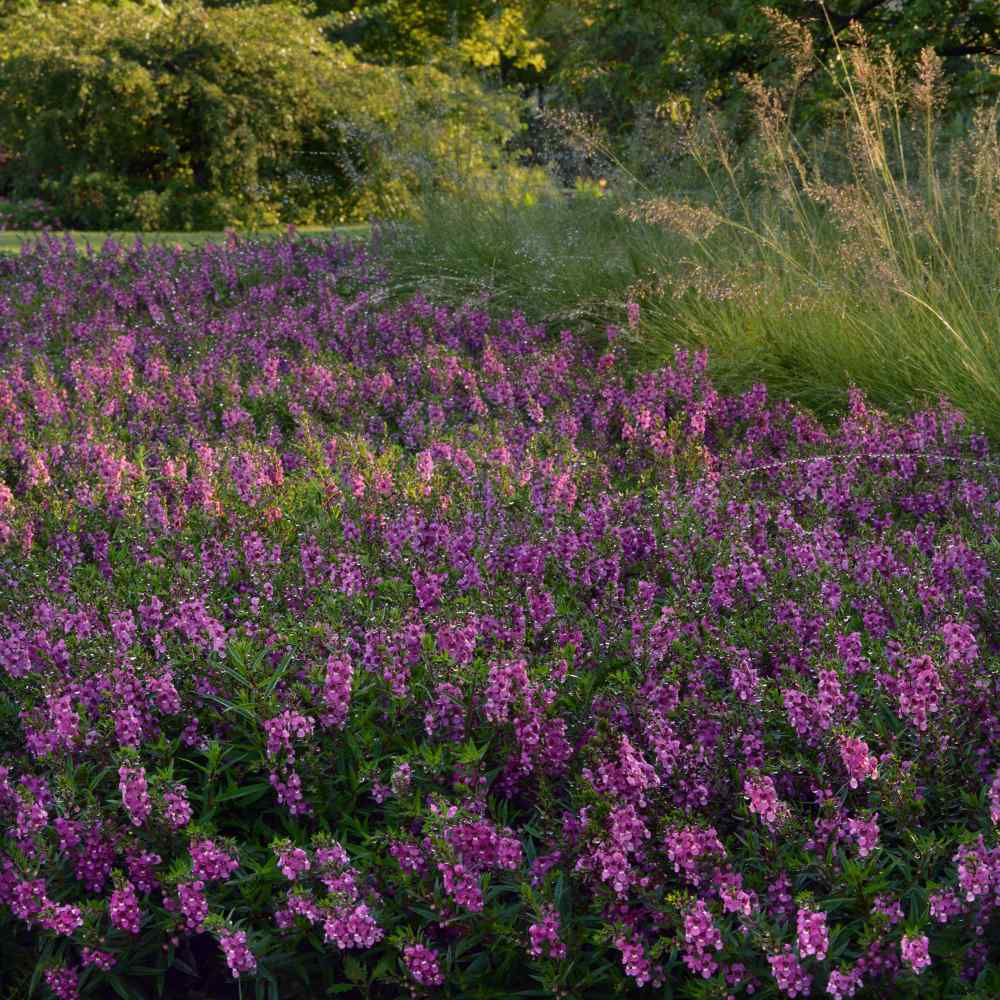 Angelonia Serenita Raspberry Flowers