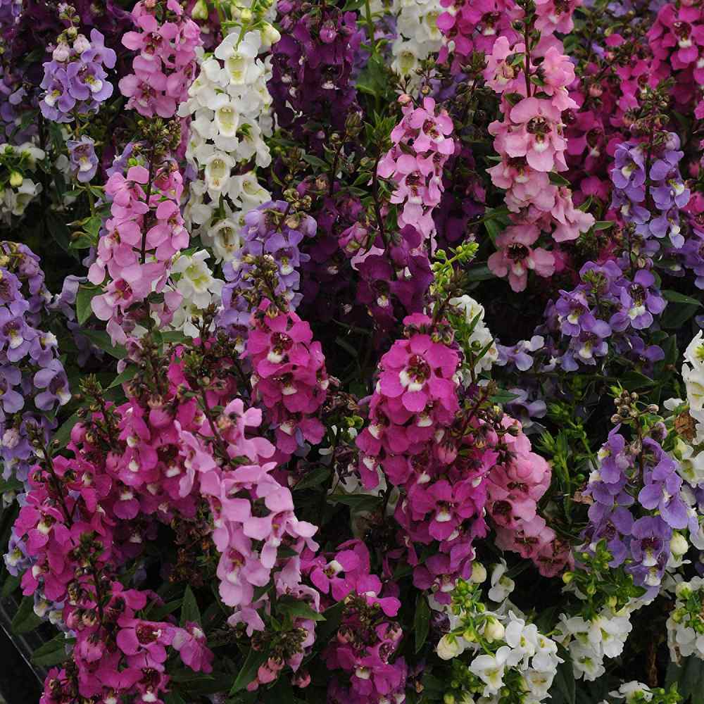 Angelonia Serenita Mix