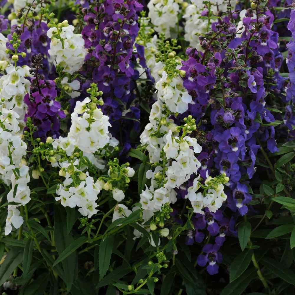 Mixed summer blooms