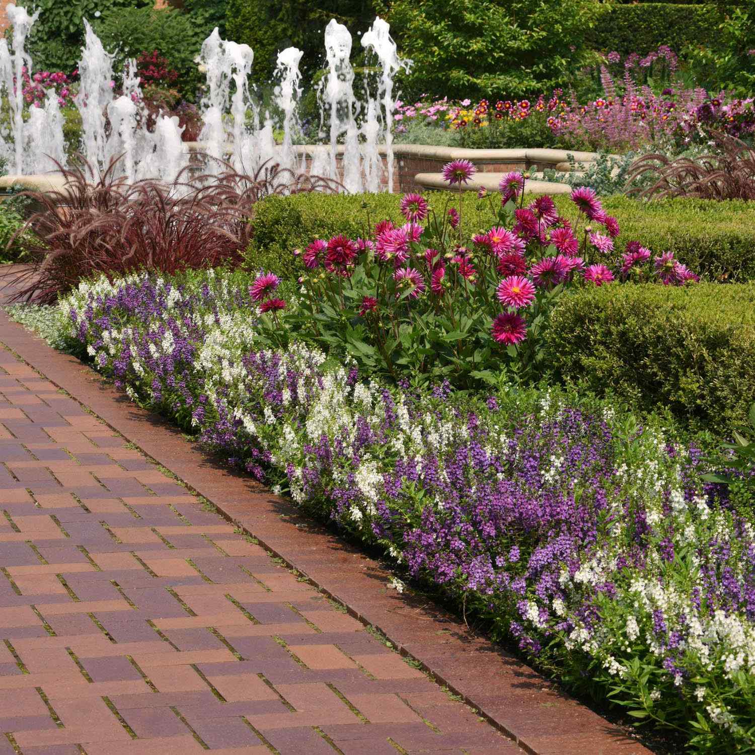 Angelonia Serena Waterfall Flower Seed Mix