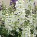 angelonia white flowers