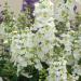 Angelonia Serena White