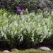 Angelonia Serena White Seeds