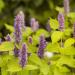 anise hyssop golden flowers