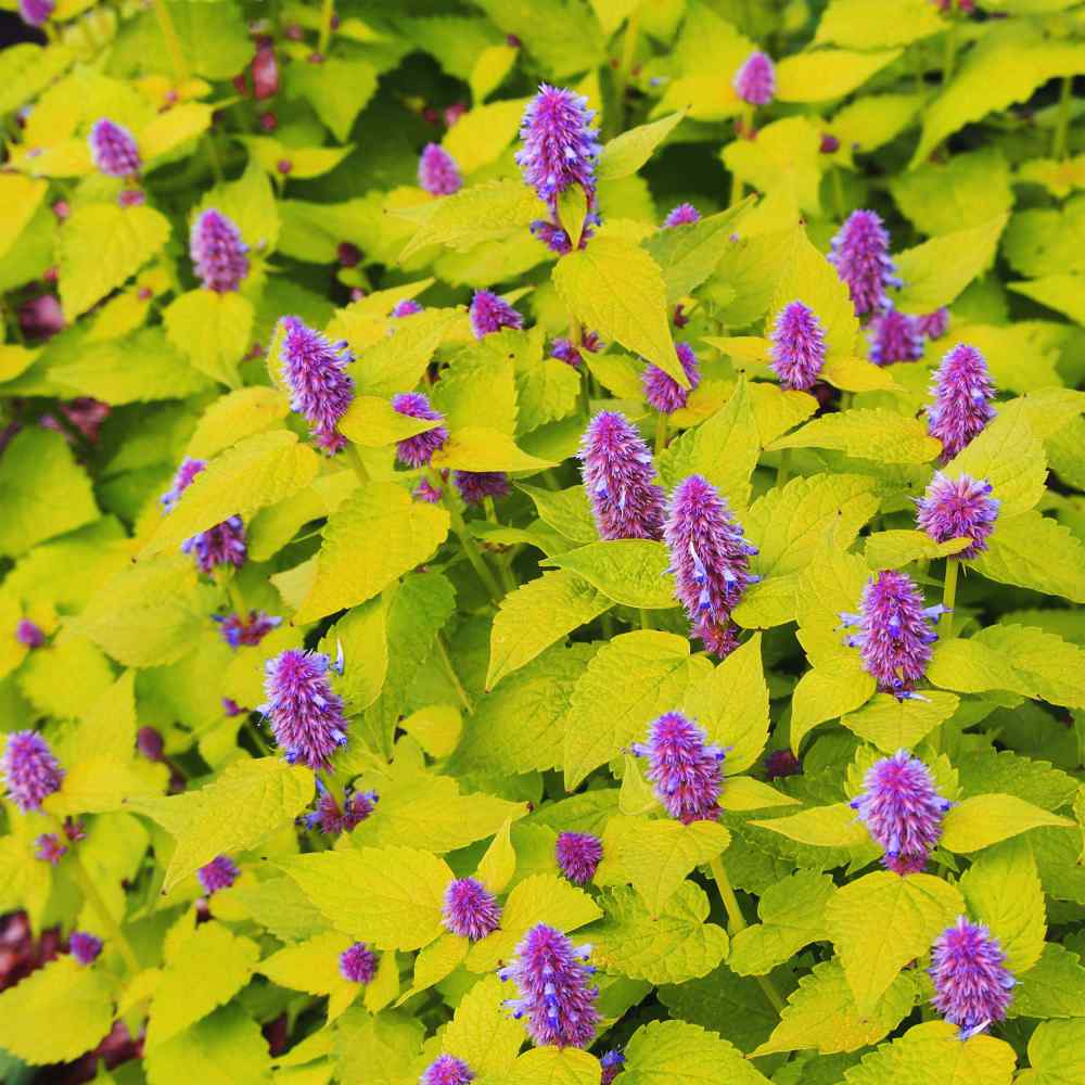 Anise Hyssop Seed Anise Hyssop Golden Jubilee Herb Seeds