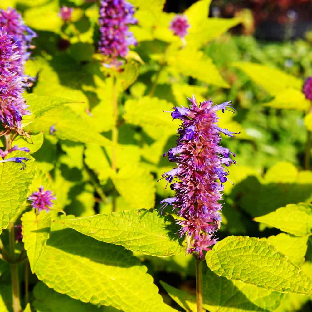 Anise Hyssop Seed Anise Hyssop Golden Jubilee Herb Seeds