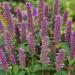 anise hyssop flowers