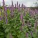 Agastache Flowers