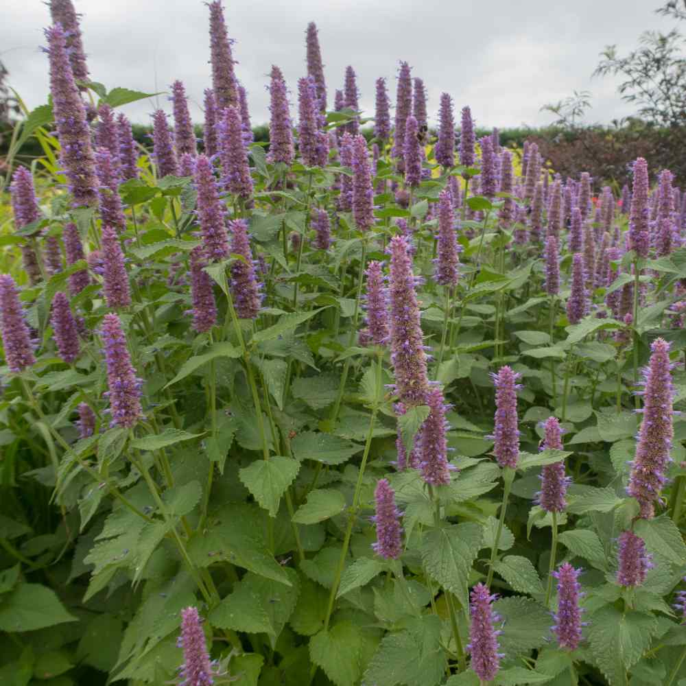 Where To Buy Hyssop Seeds Fundamentals Explained