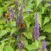 Anise Hyssop