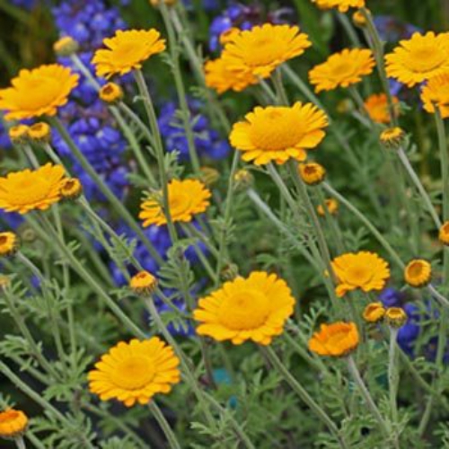Anthemis Orange