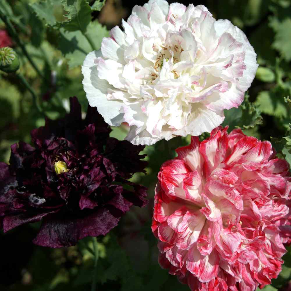 Peony Flowers Seeds Antique Shades