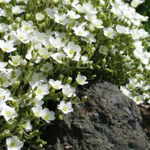 Arenaria Montana Flowers