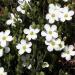 Arenaria Montana White Groundcover