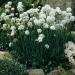 Armeria Maritima White Flowers