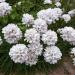 White Thrift Plant