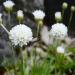 Armeria Maritima Alba Blooms